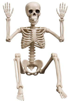 14" Posable Skeleton